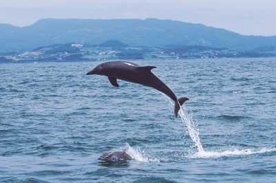 この夏、イルカと出会う特別な体験を! 南島原で楽しむイルカウォッチング・クルーズ