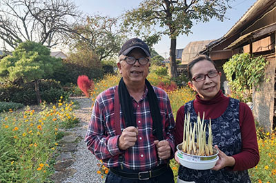 とっても貴重で希少な香辛料・サフランを 島原の〈隼田農園〉で摘み取り体験！