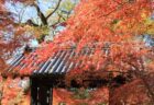 〈福岡県〉秋月城跡　黒門の紅葉　2022年11月下旬～2022年12月上旬