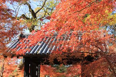 〈福岡県〉秋月城跡　黒門の紅葉　2022年11月下旬～2022年12月上旬