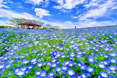 ＜福岡県＞海の中道フラワーピクニック2023　～5/21(日)