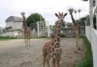 長崎ペンギン水族館【長崎県長崎市】