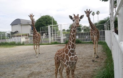 九十九島動植物園森きらら【長崎県佐世保市】