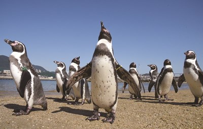 長崎ペンギン水族館【長崎県長崎市】