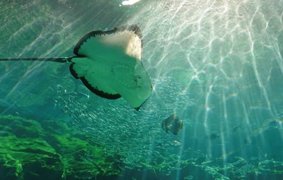 九十九島水族館海きらら【長崎県佐世保市】