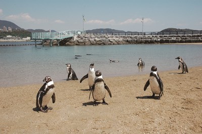 8月5日は「ペンギンの日」！！ペンギンを楽しみ尽くすイベントがいっぱい！