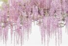 〈大村市〉おおむら桜まつり　2024年3月24日(日)