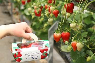 〈大村市〉シュシュのいちご狩り　～2025年5月上旬