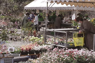 植物と共に、潤いと彩りがあふれる生活を 「春の植木市」を開催！