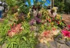〈佐世保市〉森きらら春の特別展<br>「アロハ！ハワイの植物展」<br>2024年3月16日(土)〜5月6日(月祝)