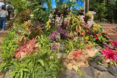 〈佐世保市〉森きらら春の特別展<br>「アロハ！ハワイの植物展」<br>2024年3月16日(土)〜5月6日(月祝)