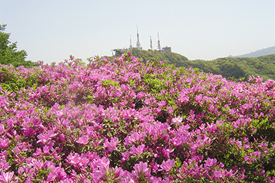 〈長崎市〉第57回 稲佐山つつじまつり 2024年4月28日(日)〜5月5日(日祝)