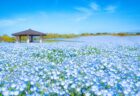 ＜佐世保市＞100万本のチューリップ祭　2/25(土)～4/9(日)