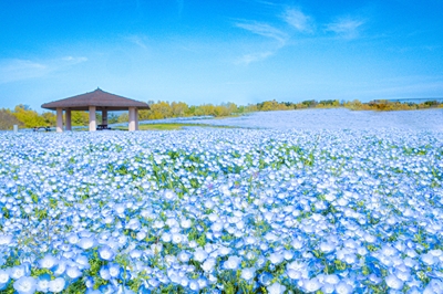 〈福岡県〉海の中道フラワーピクニック2024　2024年3月23日(土)～5月19日(日)