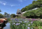 〈大村市〉おおむら花菖蒲まつり　2025年6月1日(日)