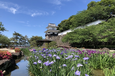 〈大村市〉おおむら花菖蒲まつり　2025年6月1日(日)