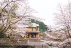 〈波佐見町〉第38回 中尾山  桜陶祭　2026年4月4日（土）、4月5日（日）