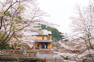 〈波佐見町〉第38回 中尾山  桜陶祭　2026年4月4日（土）、4月5日（日）