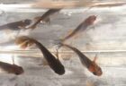 気軽に楽しめるメダカ飼育を カンタンに準備・始められる大チャンス！