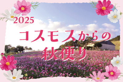 〈2025年〉コスモスからの秋便り