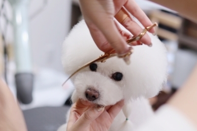 Dog salon Oreja　2025年9月オープン