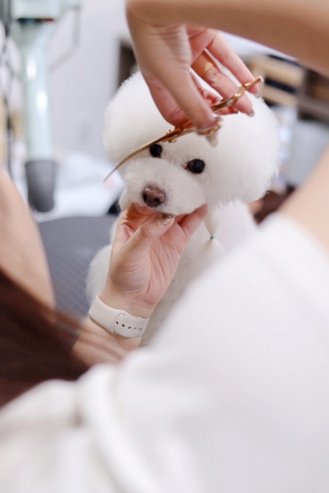 どんな犬種でもバッチリ対応するドッグサロン「Dog salon Oreja」