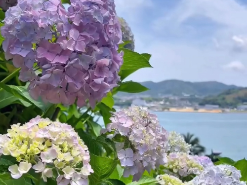 Instagram動画を見る