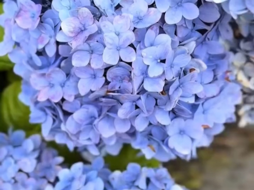 Instagram動画を見る