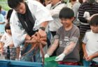 〈長崎市〉タコの掴み取りに塩もみ・茹でまで体験！毎年大好評の「野母崎たこまつり」を開催　　2026年6月21日（日）
